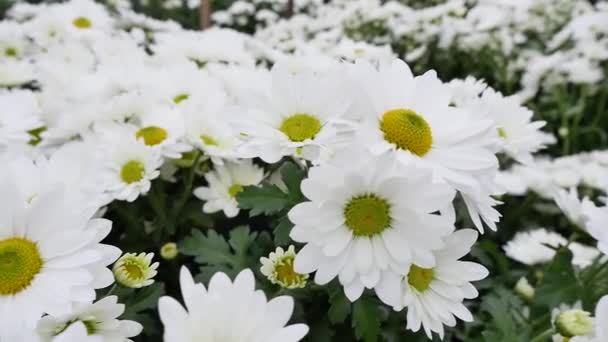 Flores Crisântemo Para Venda Dia Mulher Internacional Dia Março — Vídeo de Stock