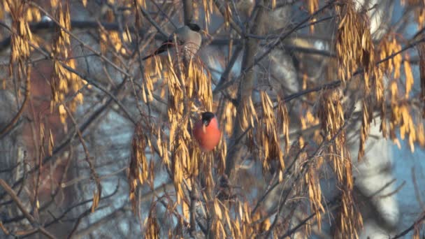 Mannelijke Vrouwelijke Bullfinch Eten Elzenzaad Het Voorjaar Ochtendzon Springt Van — Stockvideo