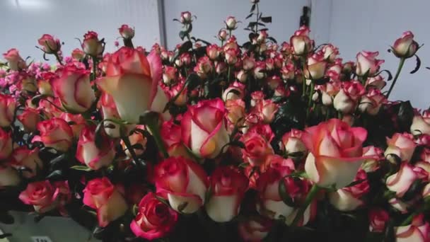 El negocio de las flores el 8 de marzo rosa mejor regalo para las niñas — Vídeos de Stock