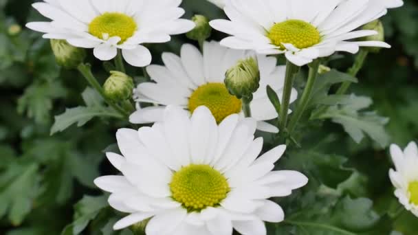 White chrysanthemum flowers grown for sale on March 8 — Stok video