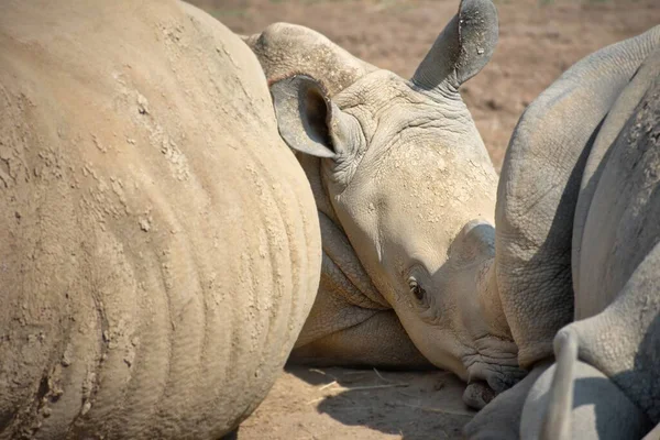 Baby Witte Neushoorn Liggend Ingelijst Tussen Ouders Nieuwsgierig Ceratotherium Simum — Stockfoto