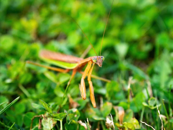 Praying Mantis Grass Viewed Slightly — Stock Photo, Image