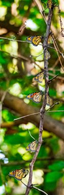 monarch butterflies during migrations clipart