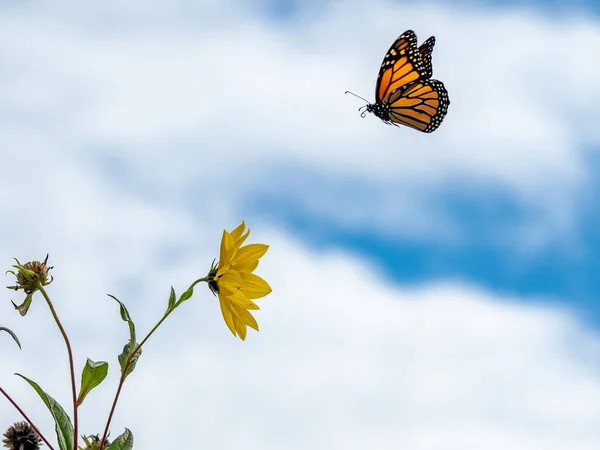 Mariposa Monarca Volando Girasol — Foto de Stock