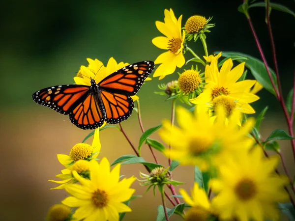 Monarchvlinder Rustend Gele Zonnebloem — Stockfoto