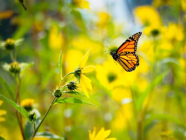 Borboleta Monarca Voando Para Girassol Amarelo — Fotografia de Stock