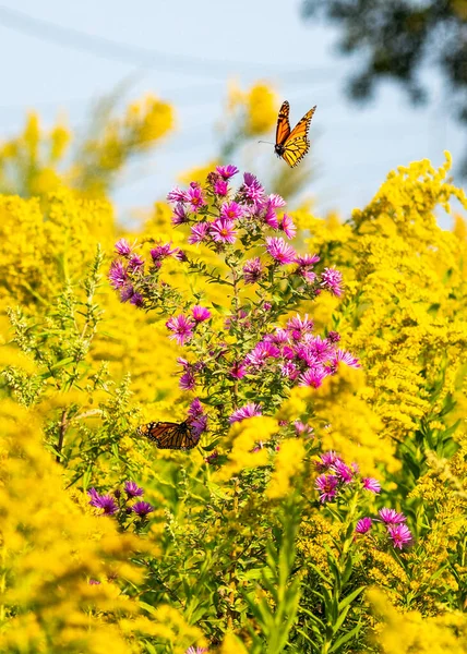 Monarca Borboleta Pouso Flor Roxa Mar Flores Amarelas — Fotografia de Stock