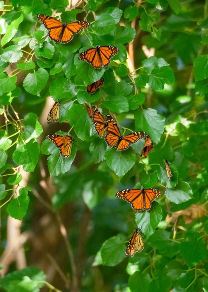 Papillons Monarques Pendant Les Migrations — Photo