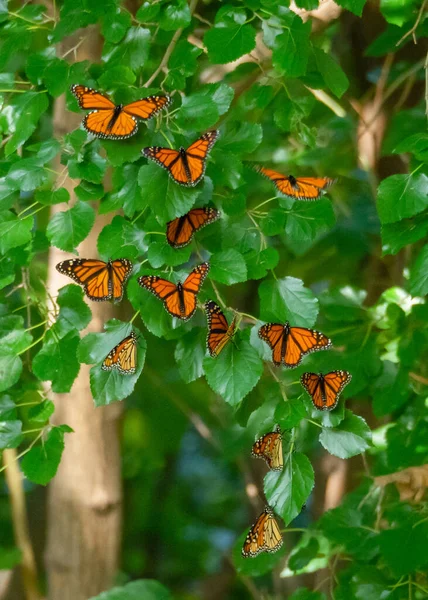 monarch butterflies during migrations