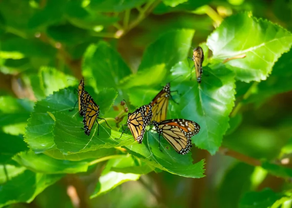 Монарх Метелики Під Час Міграції — стокове фото