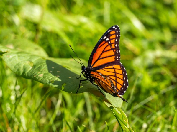Viceroy Butterfly Leaf Grass — Stock Photo, Image
