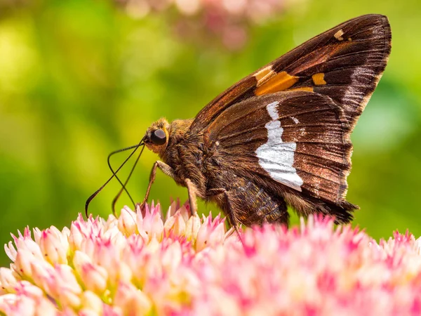 Silver Spotted Skipper Butterfly Flowers Sedum — Stock Photo, Image