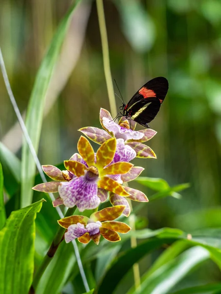 Маленький Чорний Метелик Орхідеях — стокове фото