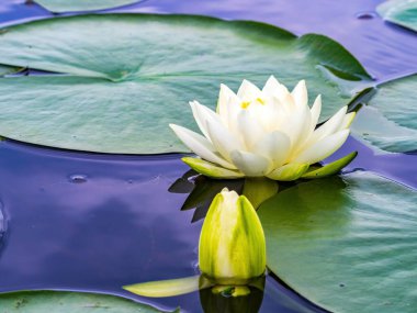 Nilüfer ve tomurcuk gölette