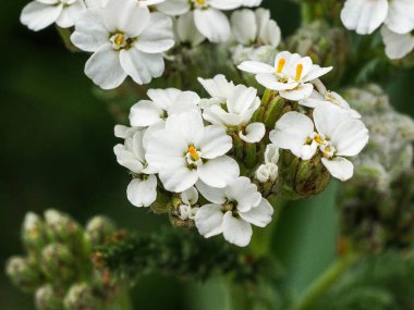 Sarı merkezli beyaz dağ çiçekleri