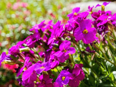 Bahçedeki kayalık teresi çiçeklerinin olduğu yere yakın.