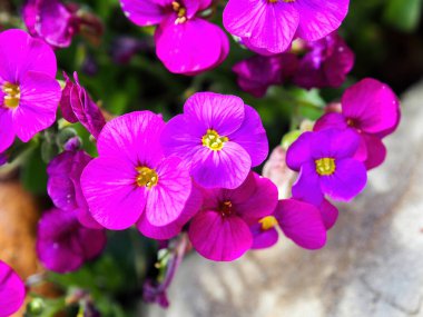 mor kayalık teresi çiçeği makrosu