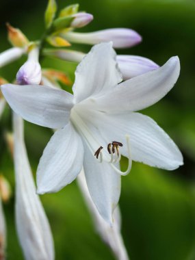 Beyaz Zambak çiçeği closeup