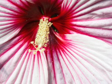 Yazın pembe ve beyaz amber çiçeği açar.