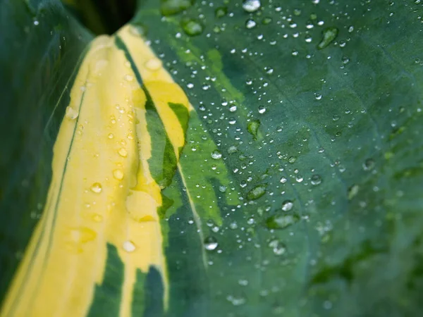 Raindrops Yellow Green Hosta Plant Leaf — Stock Photo, Image