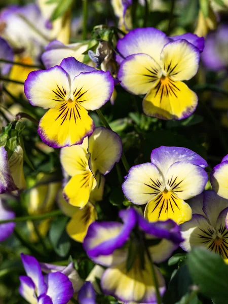 Yellow Purple White Pansy Blossoms Closeup — Stock Photo, Image