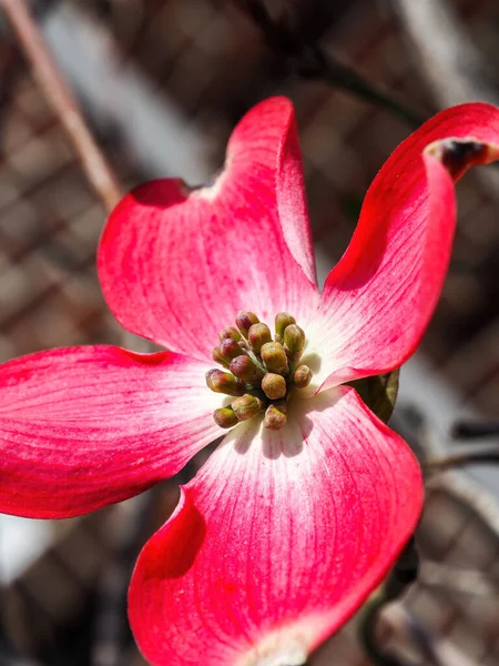 Gros Plan Fleur Cornouiller Rose — Photo