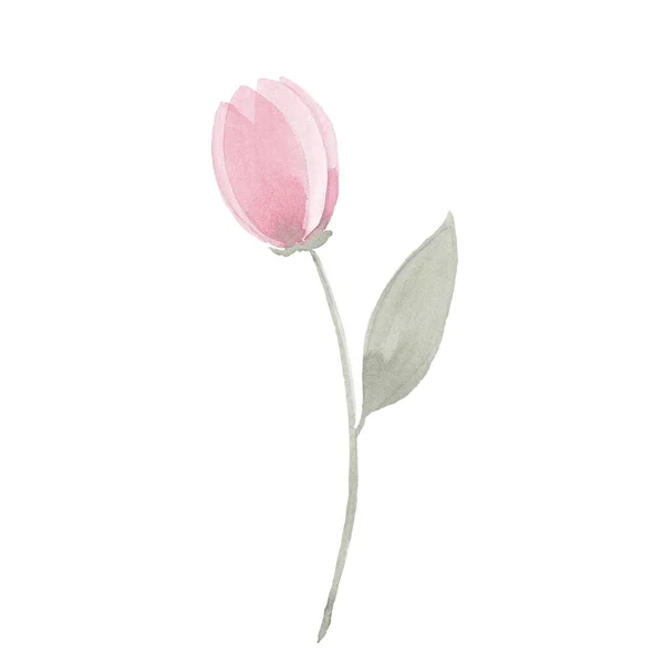 Galho aquarela de uma tulipa com uma folha. Flor delicada para spa, relaxar, férias. Arranjo perfeitamente para impressão de design em convites, cartões, arte da parede e outros. Pintados à mão . — Fotografia de Stock