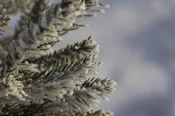 Branch of a Christmas tree with hoarfrost — Stock Photo, Image