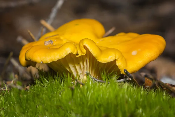 Mushrooms Chanterelle in their natural site growth — Stock Photo, Image