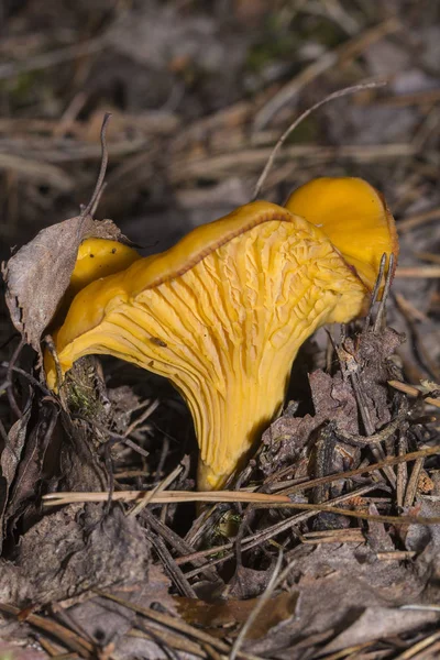 Funghi Chanterelle nella loro crescita naturale sito — Foto Stock