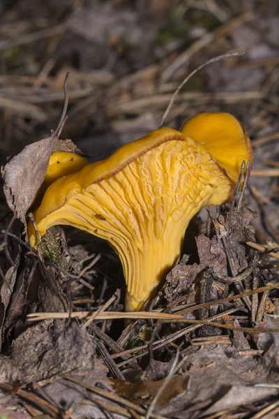 Ciuperci Chanterelle în creșterea lor naturală site-ul — Fotografie, imagine de stoc