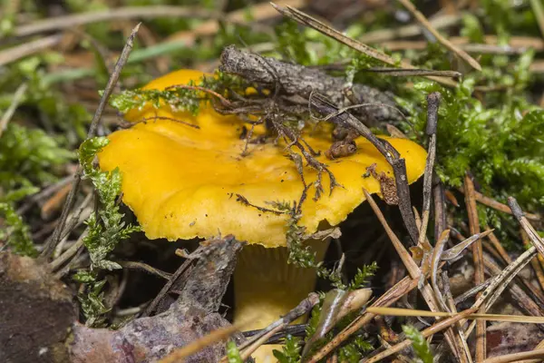 그들의 자연적인 사이트 성장 살구 버섯 버섯 — 스톡 사진