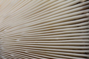 Doku solungaçları mantar Cap - arka plan