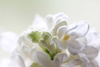 Soyut bir beyaz bir çiçek dal Lila (arka plan görünümünü 