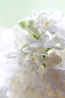 Soyut bir beyaz bir çiçek dal Lila (arka plan görünümünü 