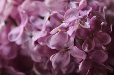 Soyut görünümünü bir mor çiçek açması bir dal (Lila, ultra viol