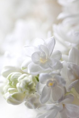 Soyut bir beyaz bir çiçek dal Lila (arka plan görünümünü 