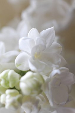 Soyut bir beyaz bir çiçek dal Lila (arka plan görünümünü 