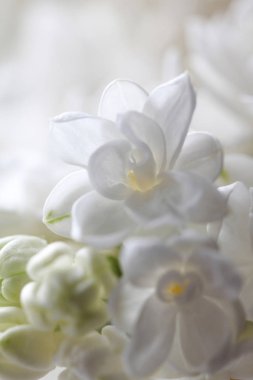 Soyut bir beyaz bir çiçek dal Lila (arka plan görünümünü 