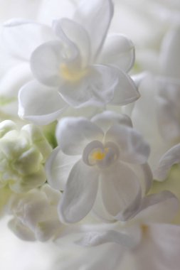 Soyut bir beyaz bir çiçek dal Lila (arka plan görünümünü 