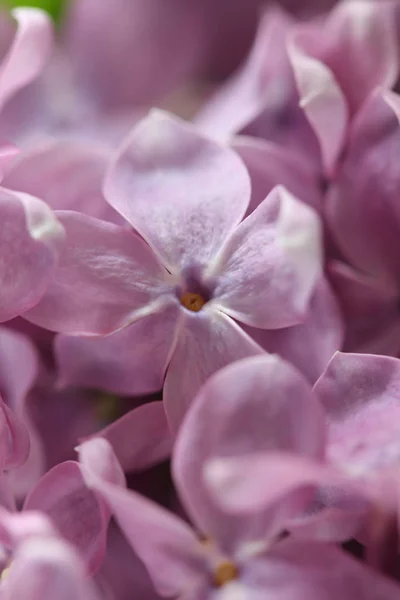 Visão abstrata de um galho de um púrpura florescente (lilás, ultra viol — Fotografia de Stock