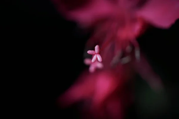 Macro Shut Beeblossom Gaura Lindheimeri — Stock Photo, Image