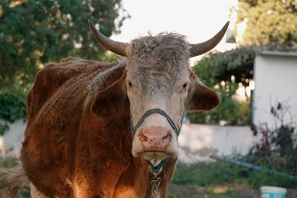 Vaca Branca Marrom Descansando Durante Ruminação — Fotografia de Stock