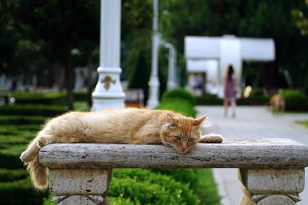 One Famous Cats Istanbul — Stock fotografie