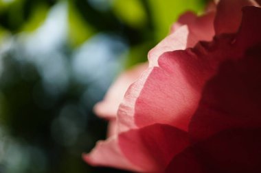 Pembe Gül Gün doğumunda kapan