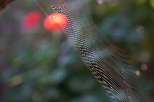 Close Spider Web Garden — Stock Photo, Image