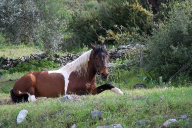 Yorgun Kahverengi At Ormanın Yakınlarında Dinleniyor