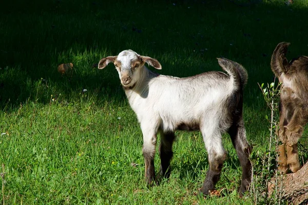 Young Goat Playing Pasture — Stock Photo, Image