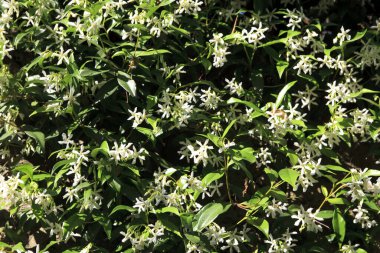 Lerici (SP), Italy - April 15, 2017: Jasmine flower in Lerici town, gulf of Poets, Cinque Terre, La Spezia, Liguria, Italy