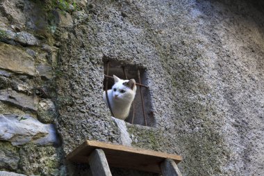 Triora (IM), Italy - February 15, 2017: A cat looks through a windows in The witches village of Triora, Imperia, Liguria, Italy.   